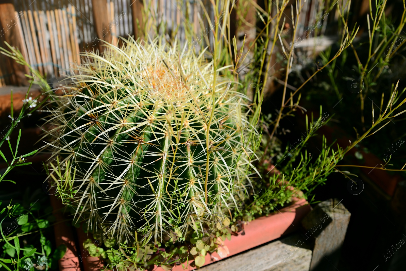 Photo of Beautiful big echinocactus growing in pot, closeup