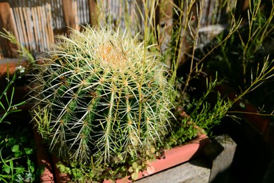 Beautiful big echinocactus growing in pot, closeup