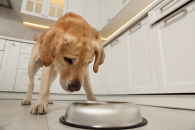 Photo of Cute Labrador Retriever near feeding bowl in stylish kitchen