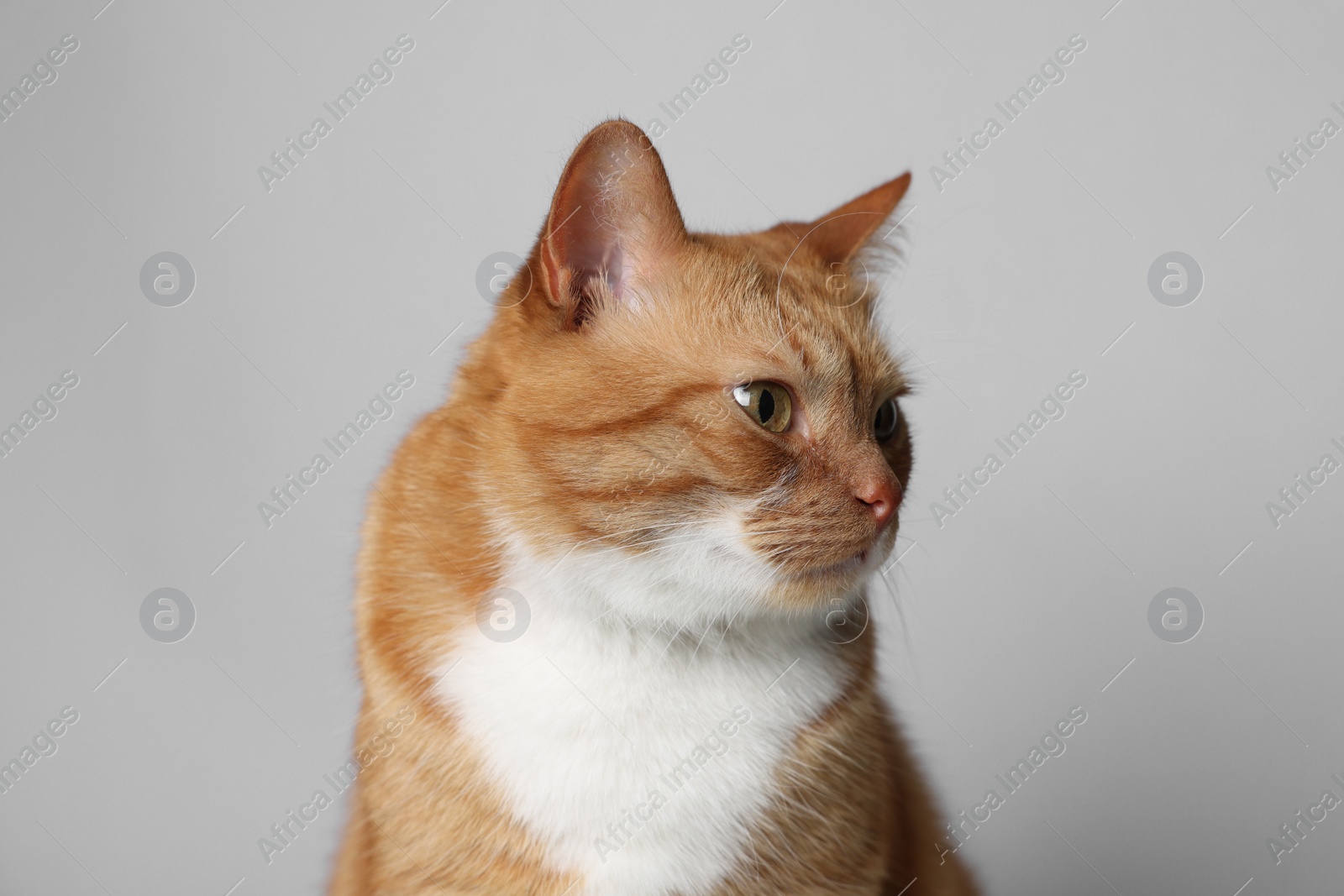 Photo of Cute ginger cat on light grey background. Adorable pet