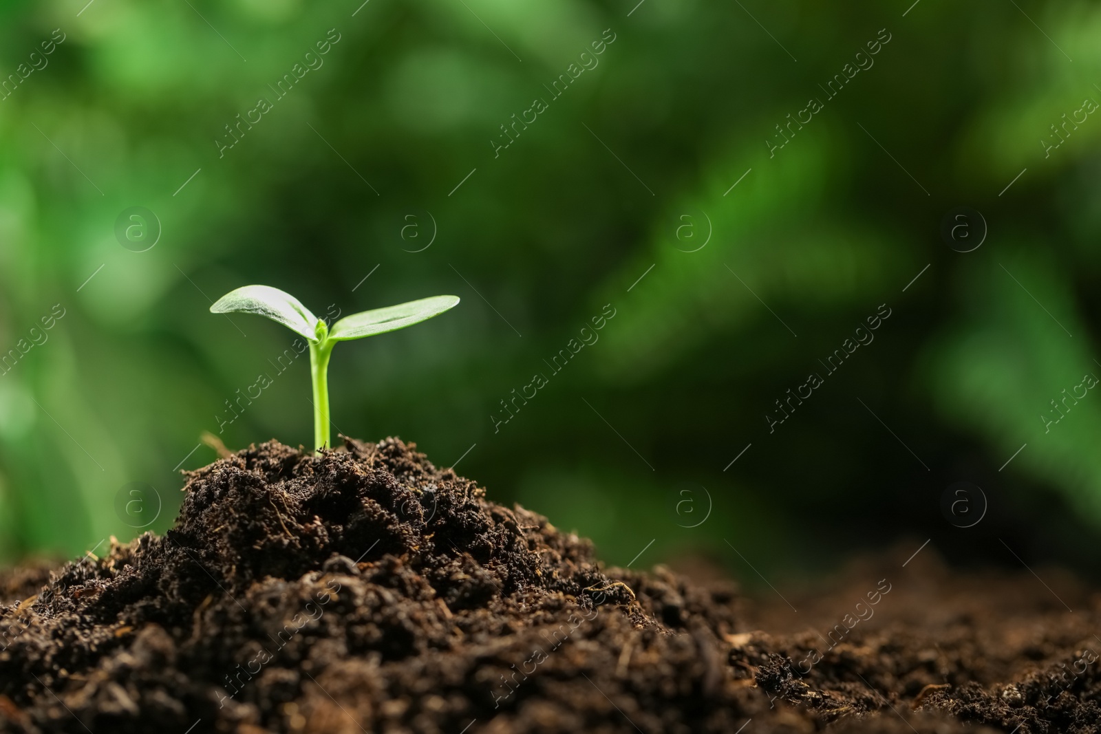 Photo of Little green seedling growing in soil, closeup