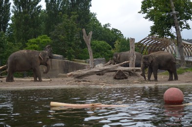 Photo of Beautiful large African elephants in zoo enclosure