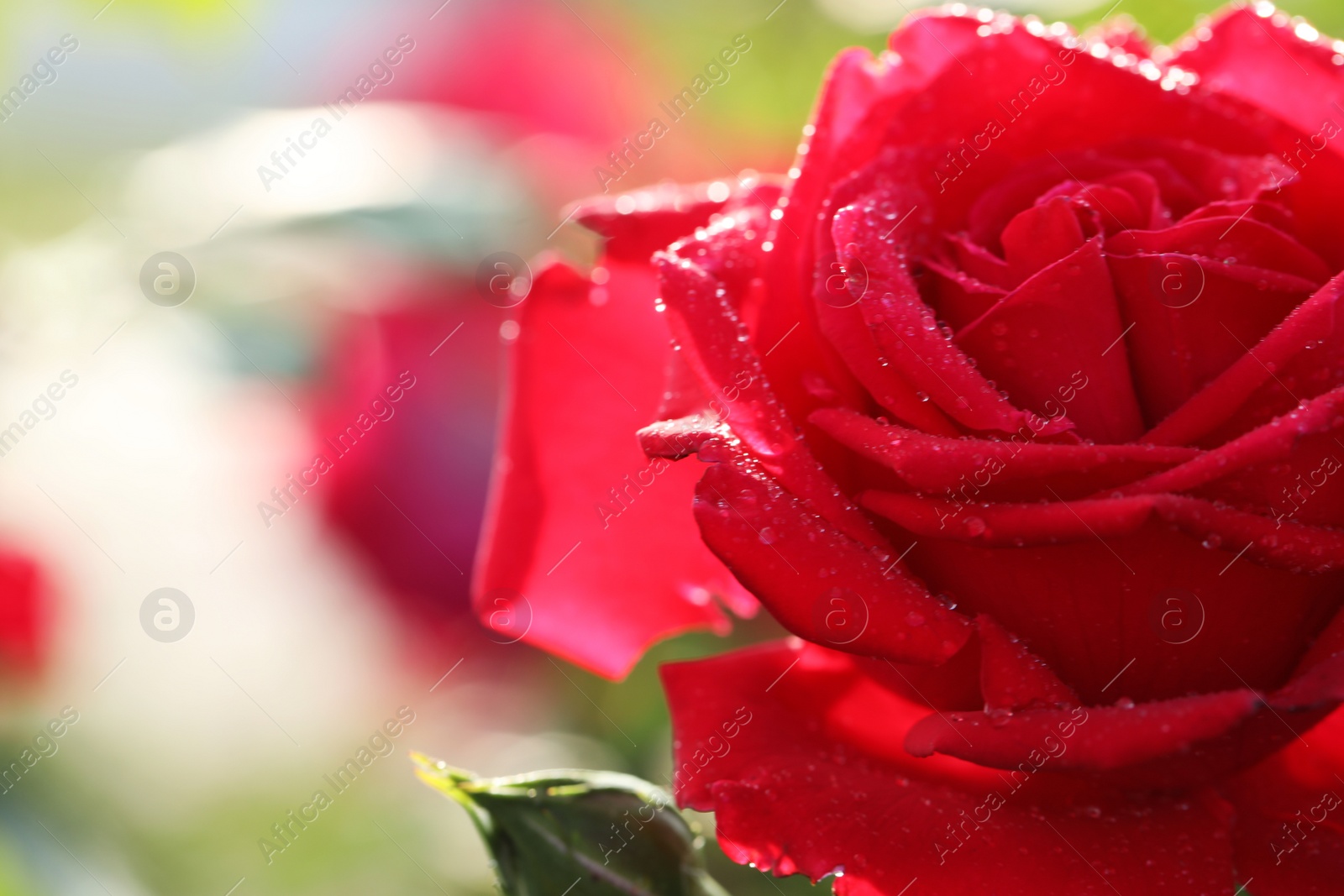 Photo of Closeup view of beautiful blooming rose against blurred background, space for text