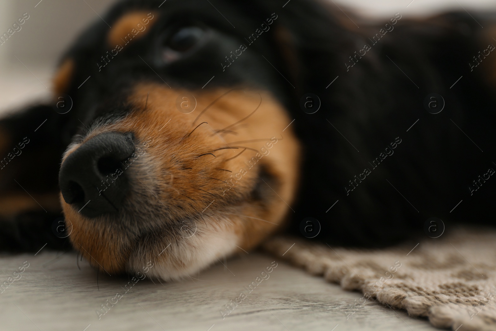 Photo of Cute dog relaxing on rug at home, closeup. Friendly pet
