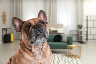 Image of Cute dog indoors, space for text. Pet friendly hotel