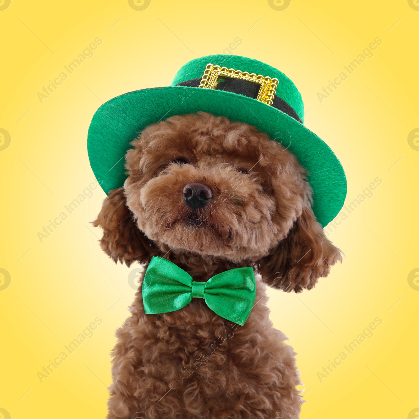Image of St. Patrick's day celebration. Cute Maltipoo dog with leprechaun hat and green bow tie on yellow background