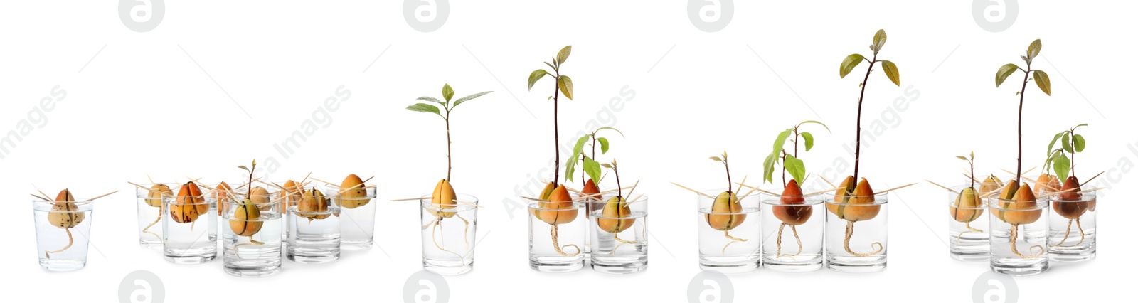 Image of Set of avocado pits with sprouts on white background, banner design