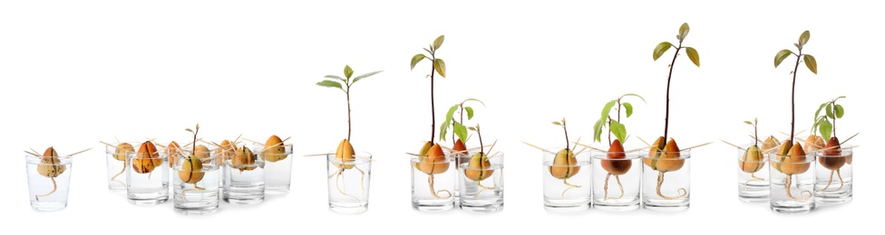 Image of Set of avocado pits with sprouts on white background, banner design