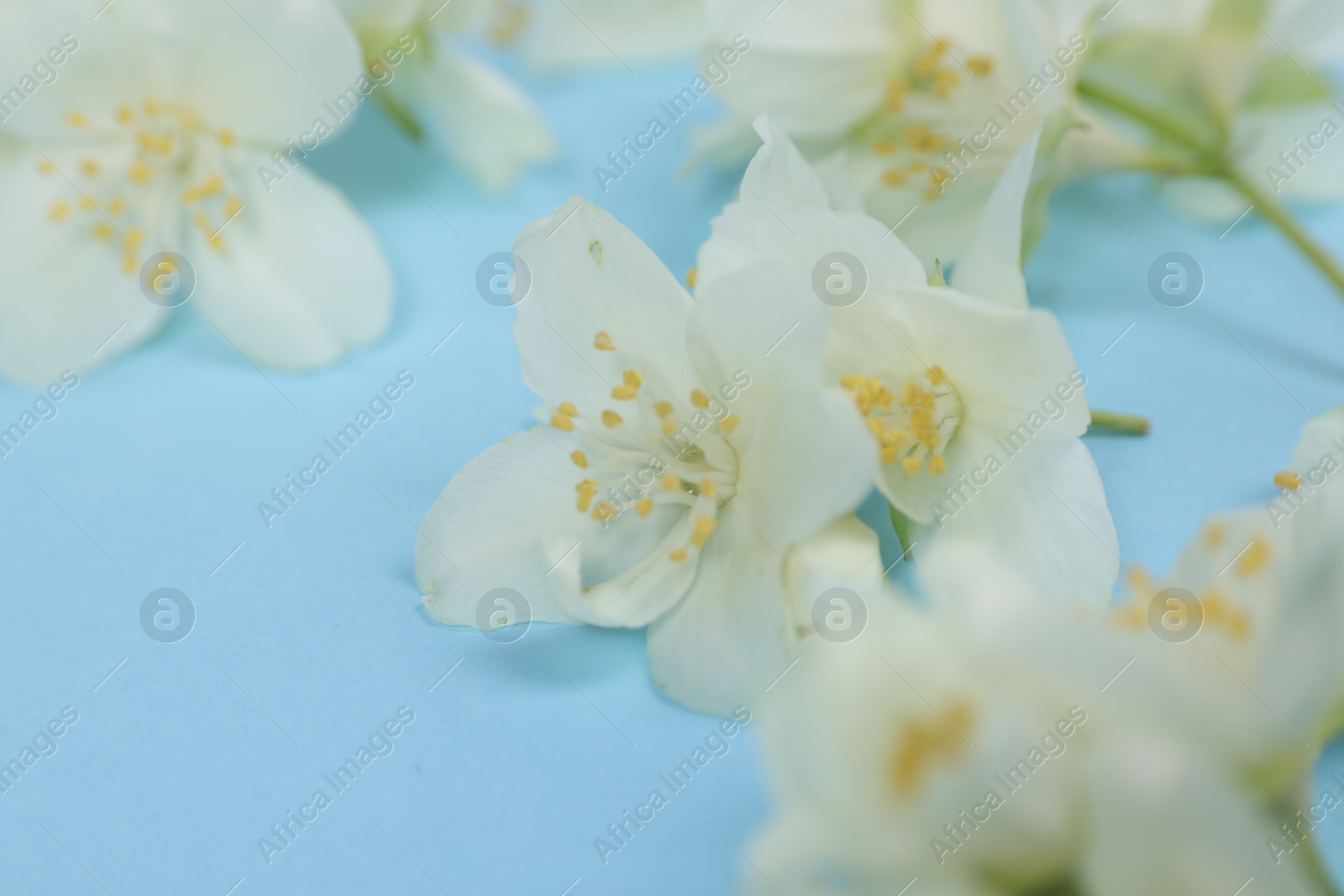 Photo of Beautiful jasmine flowers on light blue background, closeup