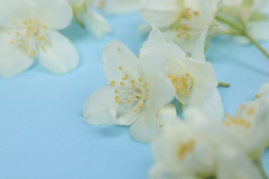 Photo of Beautiful jasmine flowers on light blue background, closeup