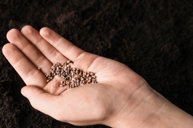 Photo of Woman holding pile of radish seeds over soil, closeup. Vegetable planting