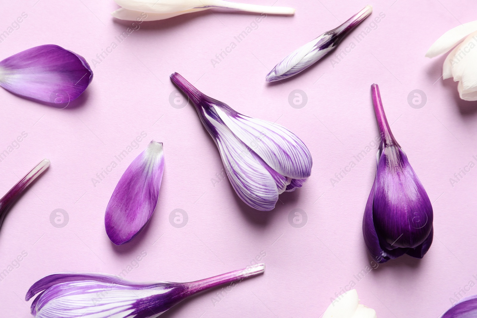 Photo of Flat lay composition with spring crocus flowers on color background