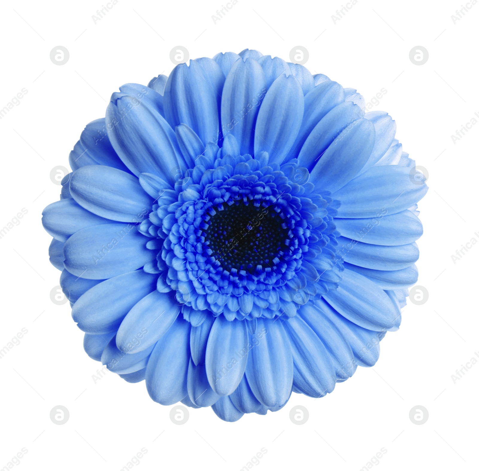 Image of Beautiful blue gerbera flower on white background