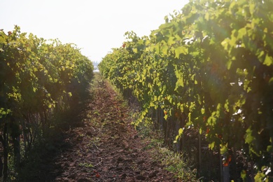 Beautiful view of vineyard with cultivated wine grape plants