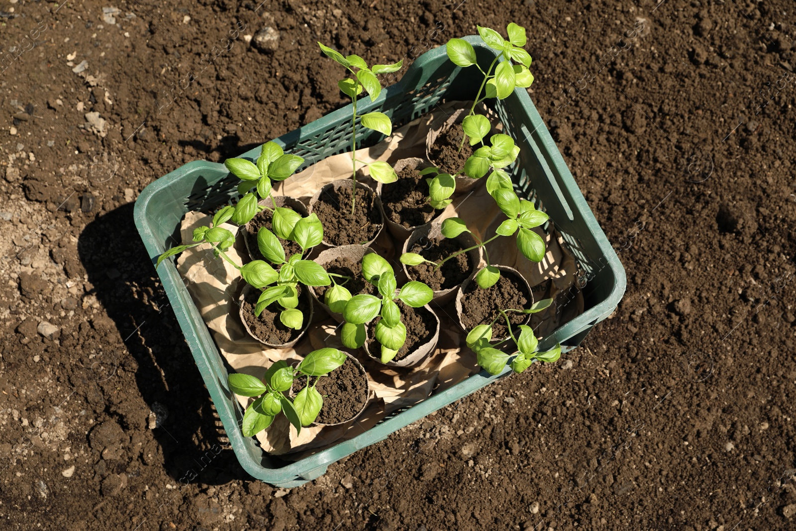 Photo of Beautiful seedlings in crate on ground outdoors, top view