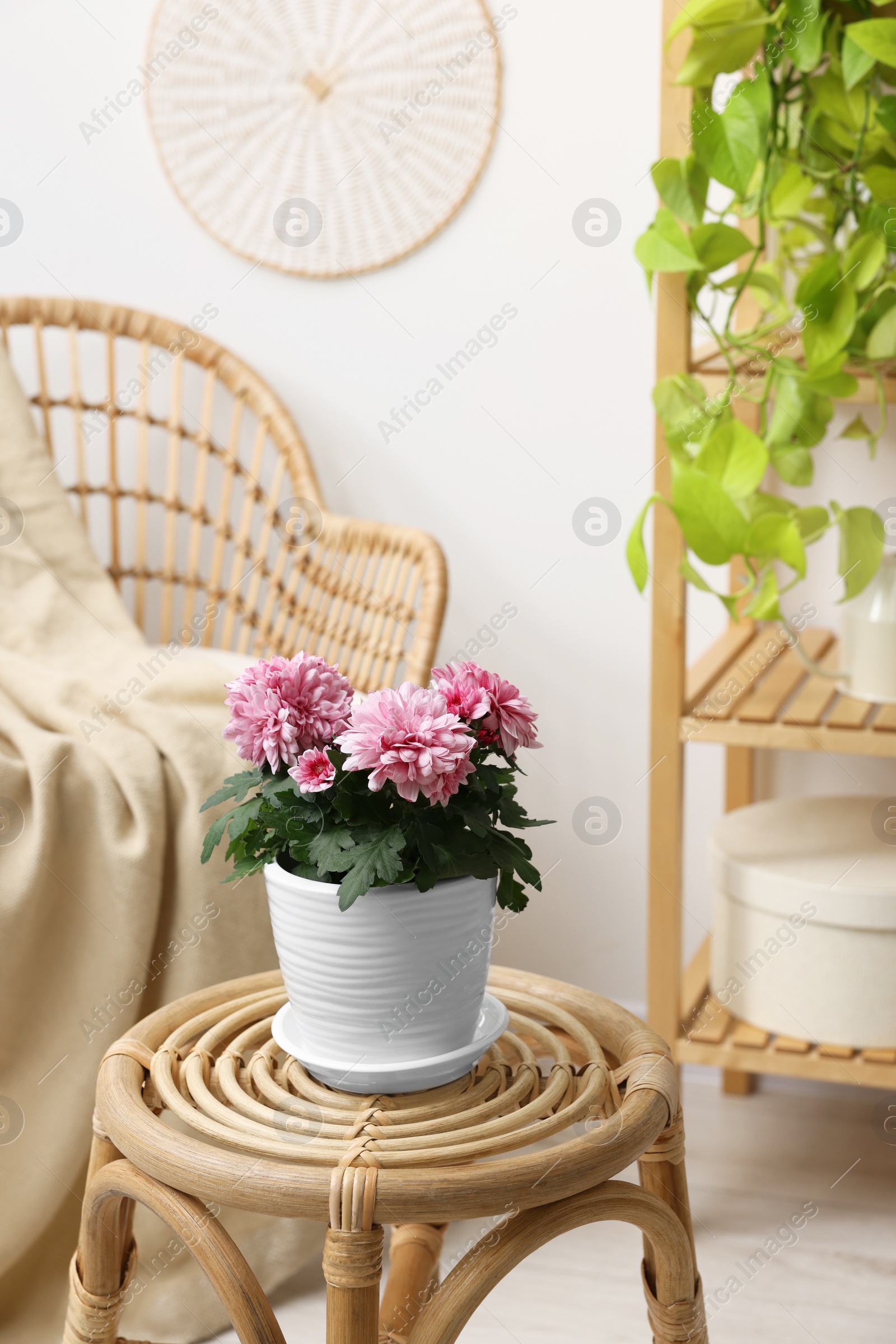 Photo of Beautiful chrysanthemum plant in flower pot on wooden table in room