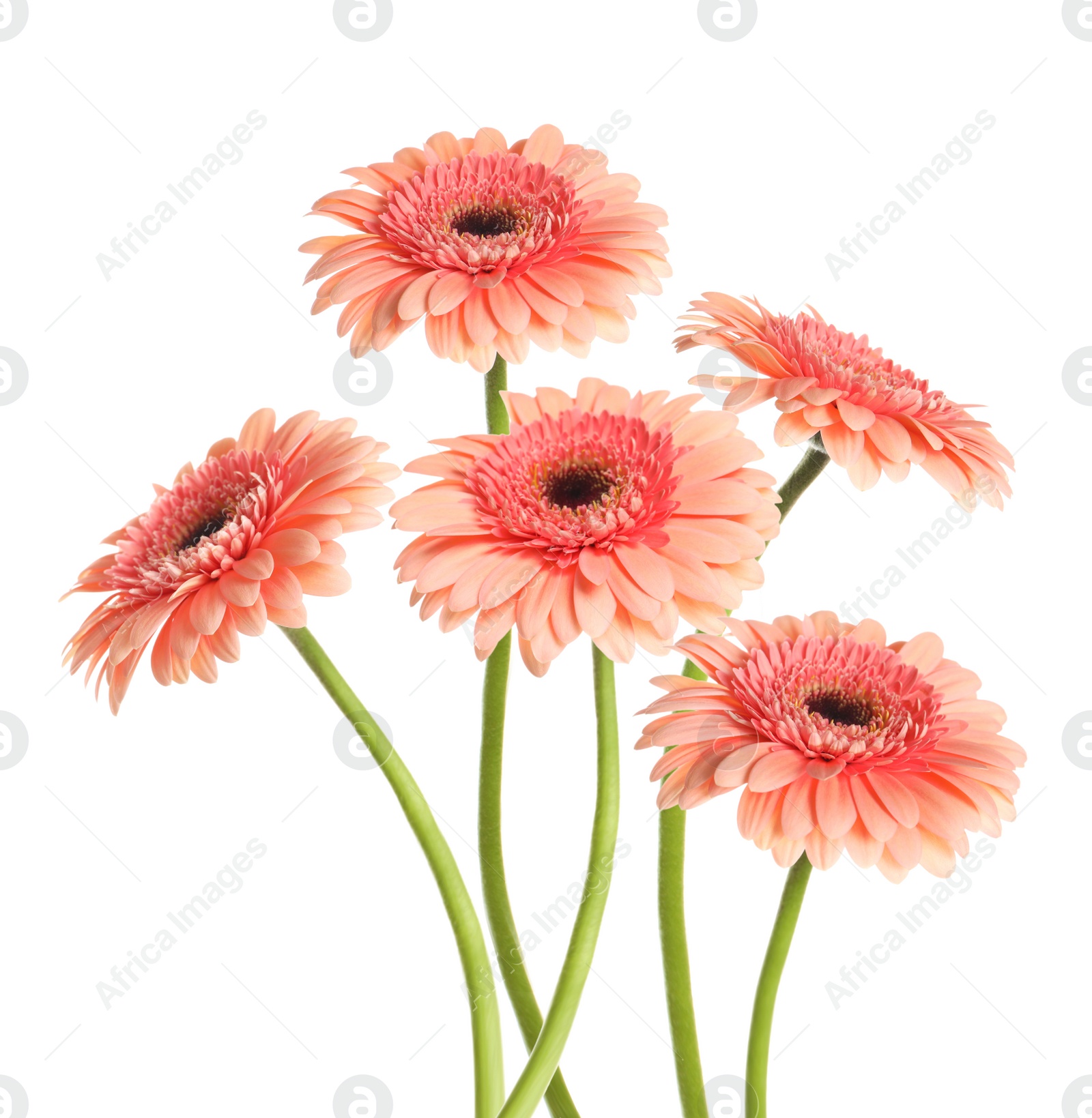 Image of Many beautiful pink gerbera flowers isolated on white