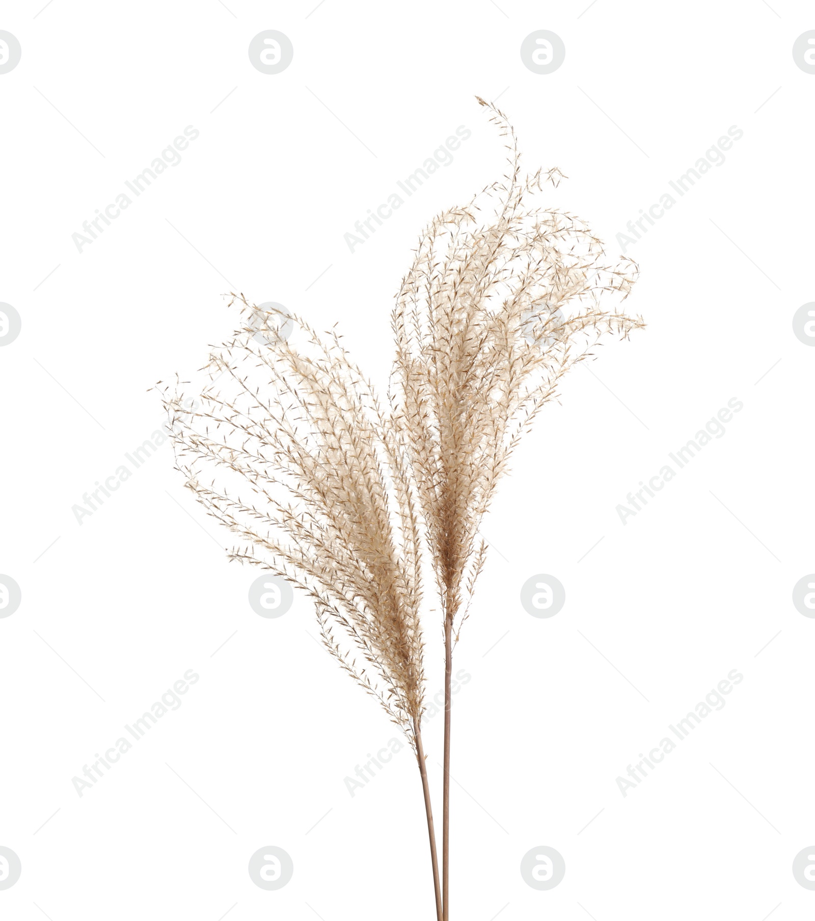 Photo of Beautiful tender dried flowers on white background.