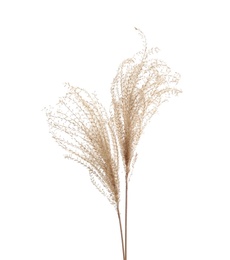 Photo of Beautiful tender dried flowers on white background.