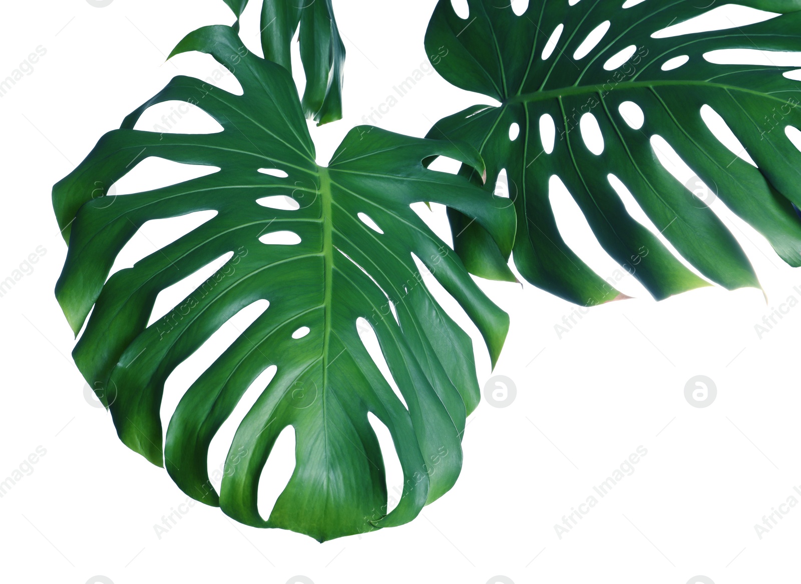 Photo of Green fresh monstera leaves on white background. Tropical plant