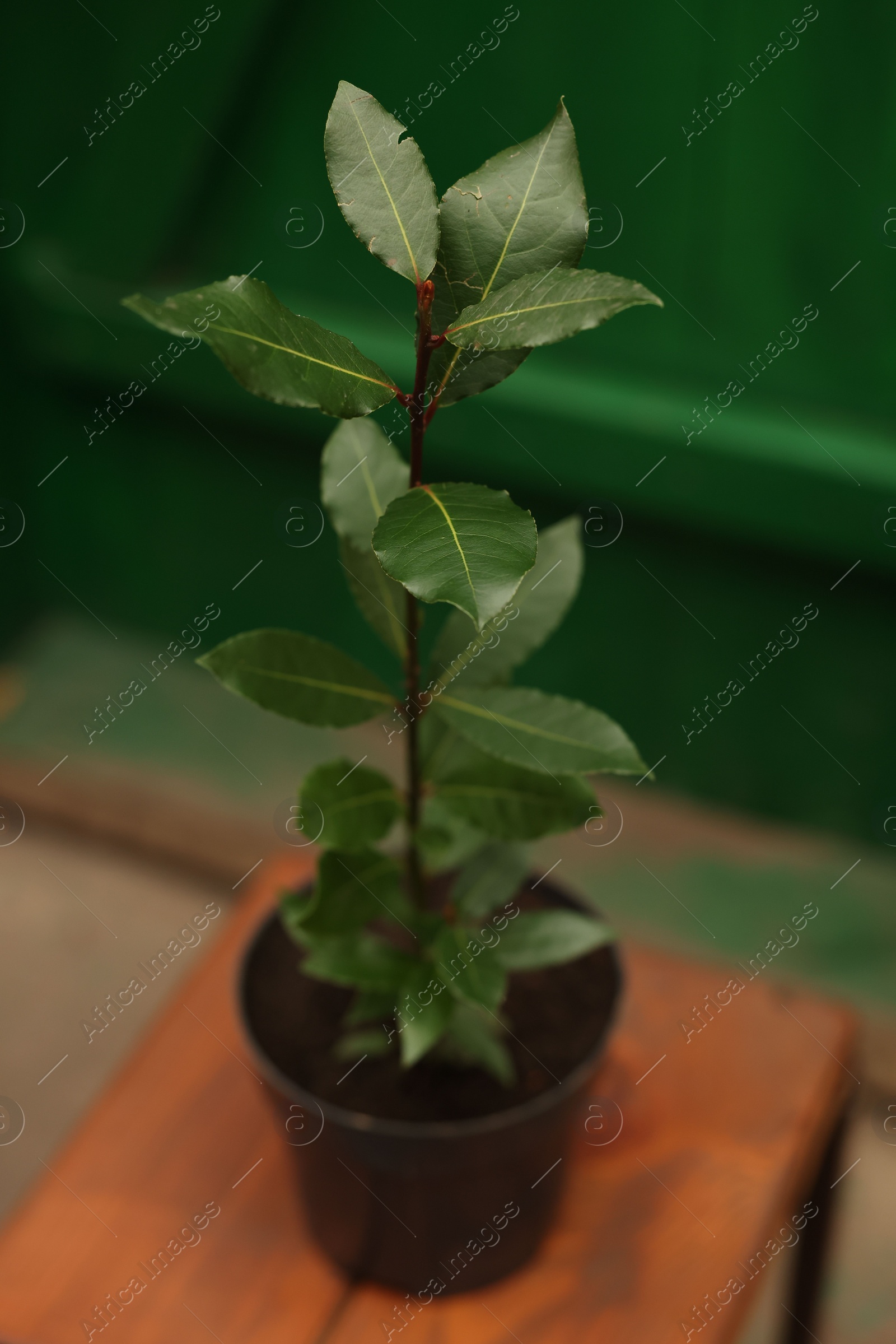 Photo of Potted bay tree with green leaves on wooden stand in greenhouse