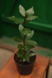 Photo of Potted bay tree with green leaves on wooden stand in greenhouse