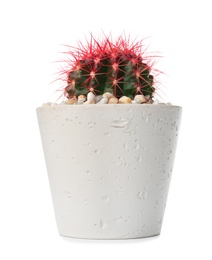 Beautiful cactus on white background