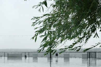 Photo of City embankment on rainy day, focus on tree branches