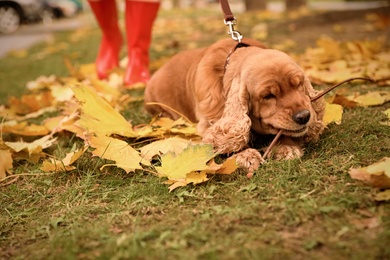 Photo of Cute Cocker Spaniel chewing stick in park on autumn day