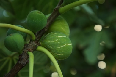 Photo of Unripe figs on tree branch outdoors, closeup