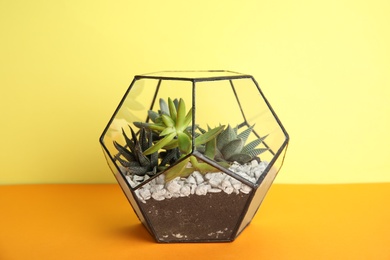 Photo of Glass florarium with different succulents on color background