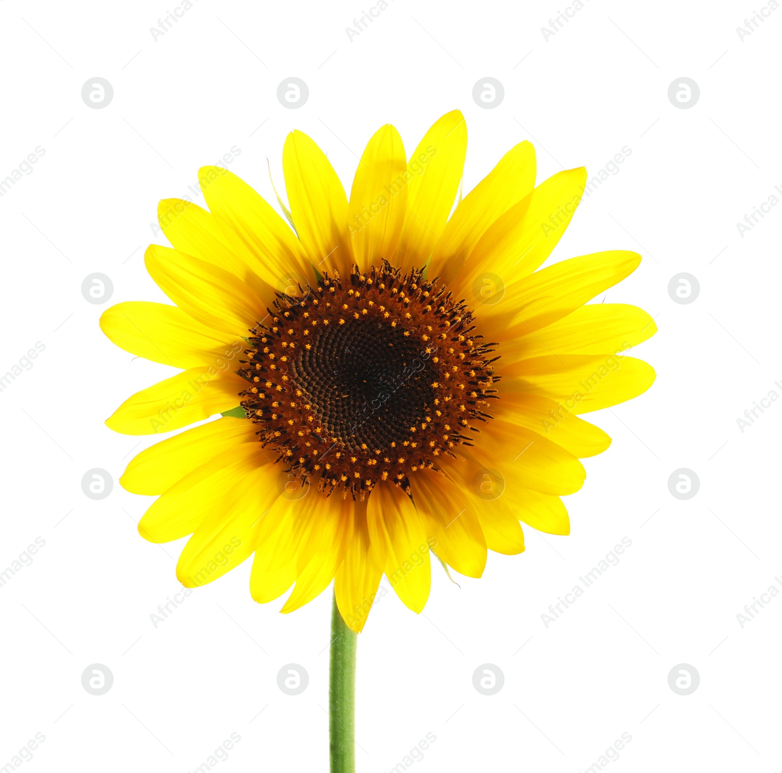 Photo of Beautiful bright yellow sunflower on white background