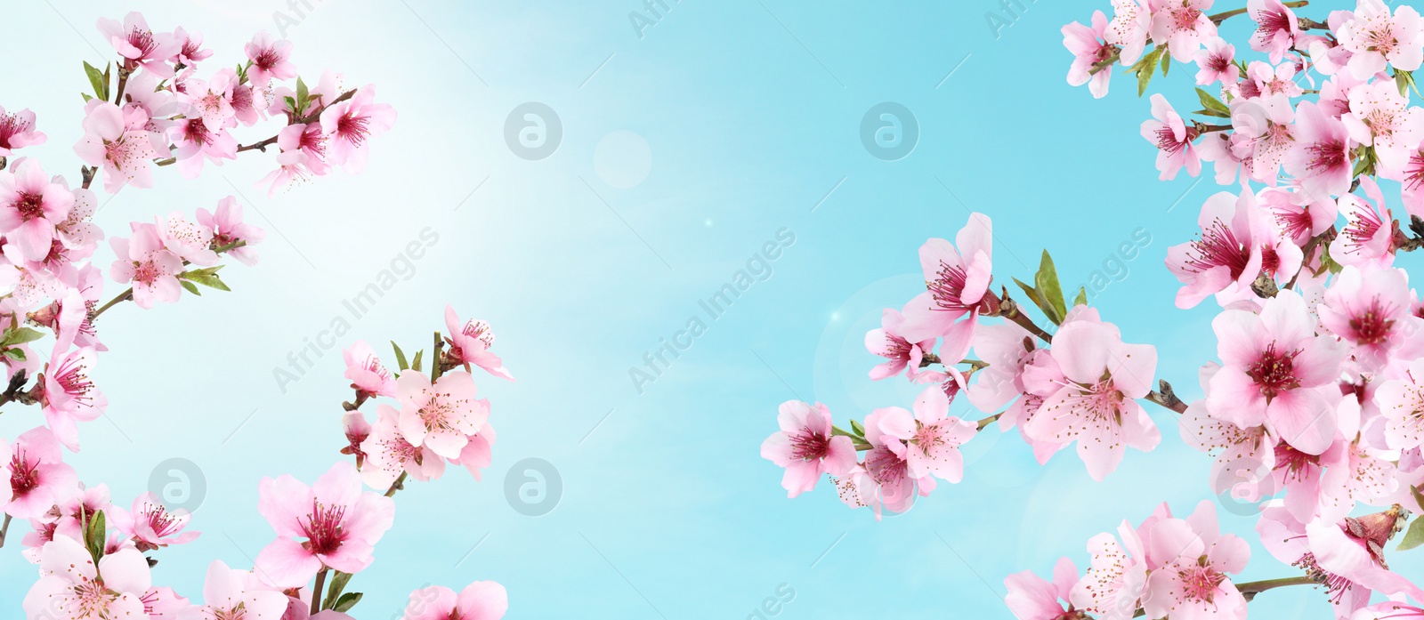 Image of Amazing spring blossom. Tree branches with beautiful flowers outdoors on sunny day, banner design