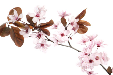 Branch of plum tree with beautiful blossom isolated on white. Spring season