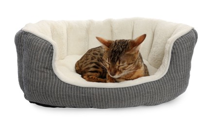 Photo of Cute Bengal cat lying on pet bed against white background