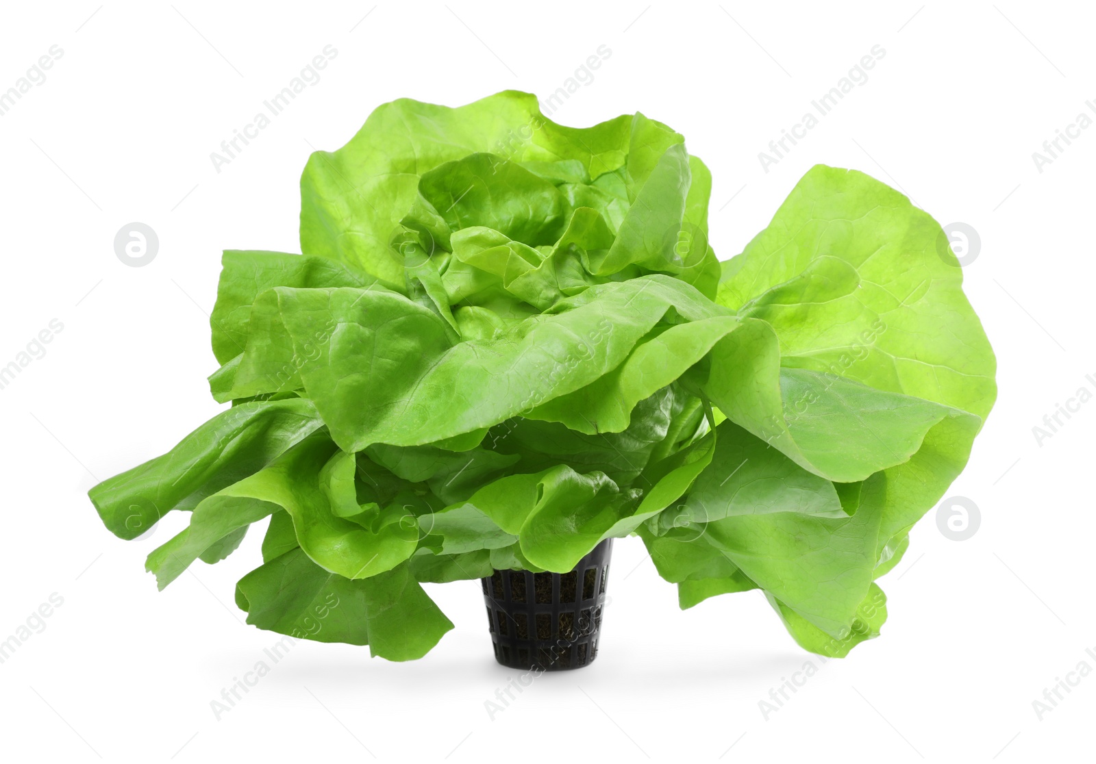 Photo of Fresh green butter lettuce head isolated on white