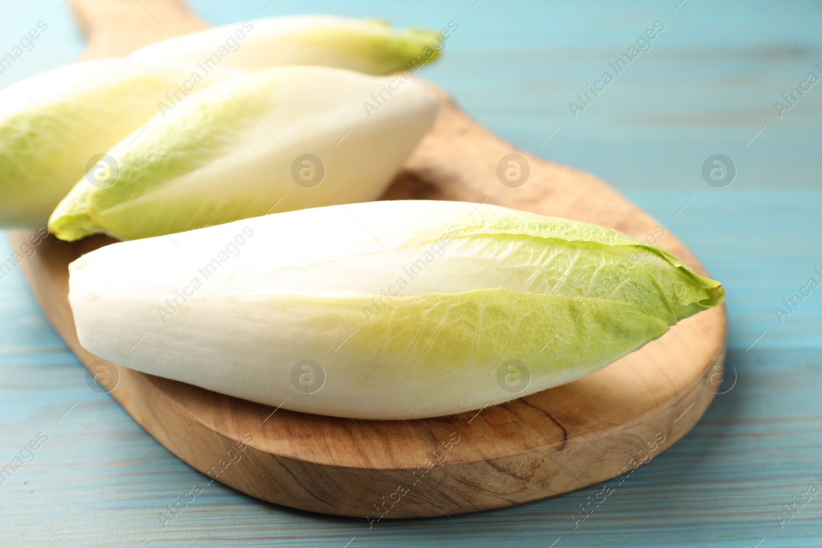 Photo of Fresh raw Belgian endives (chicory) on light blue wooden table, closeup