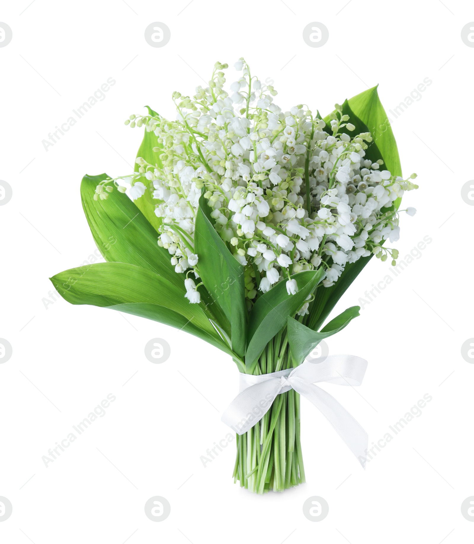 Photo of Beautiful lily of the valley flowers isolated on white