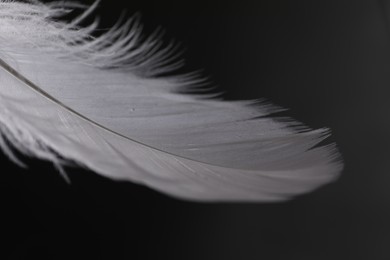 Photo of Fluffy white feather on black background, closeup. Space for text