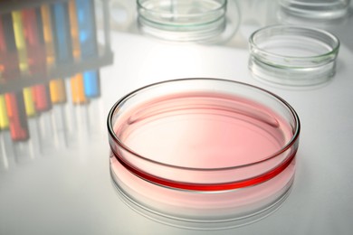 Photo of Petri dish with red liquid on white table