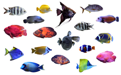 Image of Collage of different tropical fishes on white background