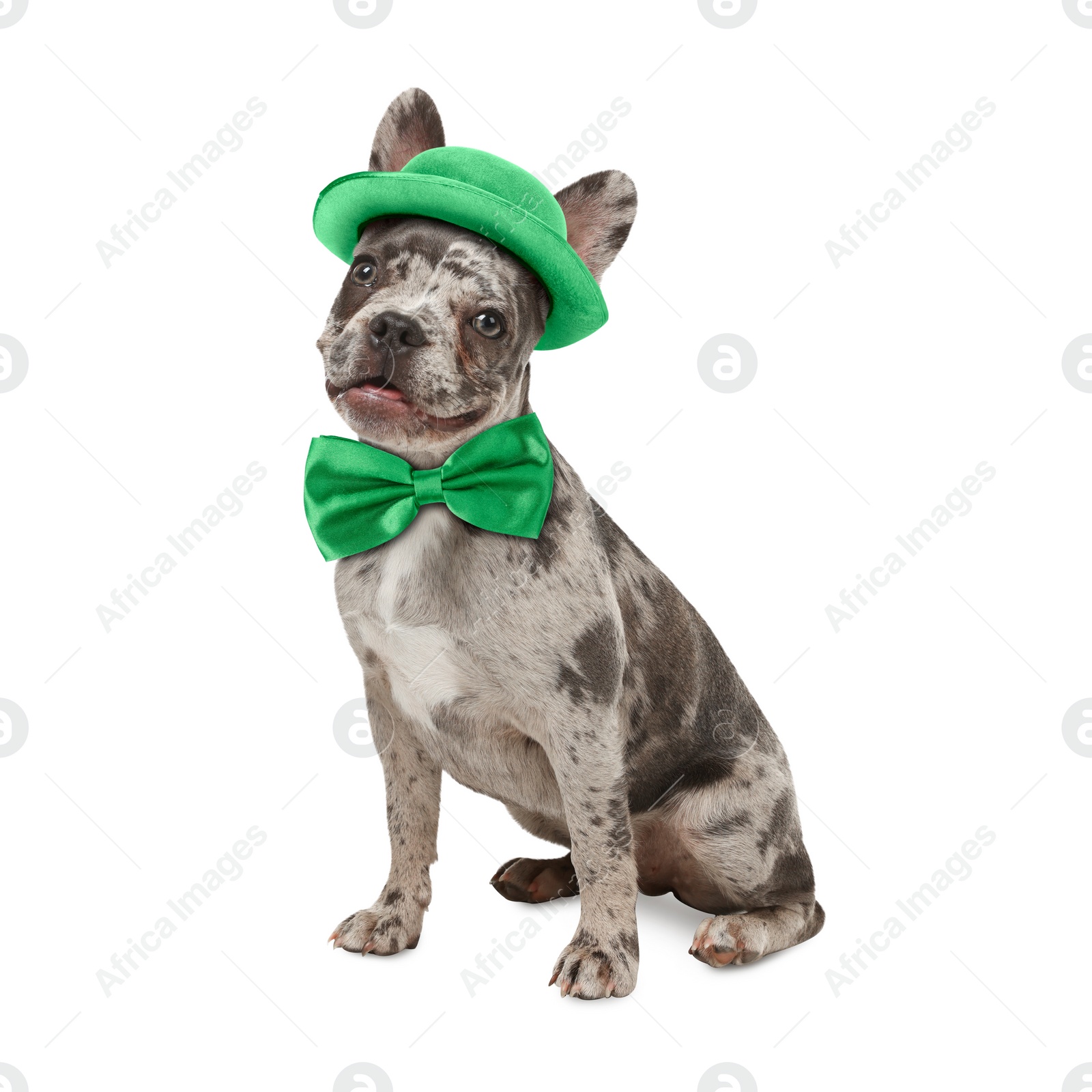 Image of St. Patrick's day celebration. Cute French bulldog with green bow tie and leprechaun hat isolated on white