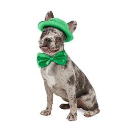 Image of St. Patrick's day celebration. Cute French bulldog with green bow tie and leprechaun hat isolated on white