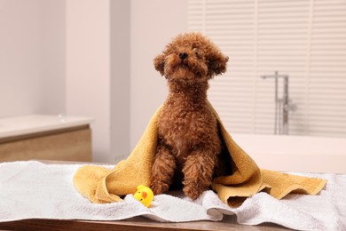 Photo of Cute Maltipoo dog with towel and rubber duck in bathroom. Lovely pet