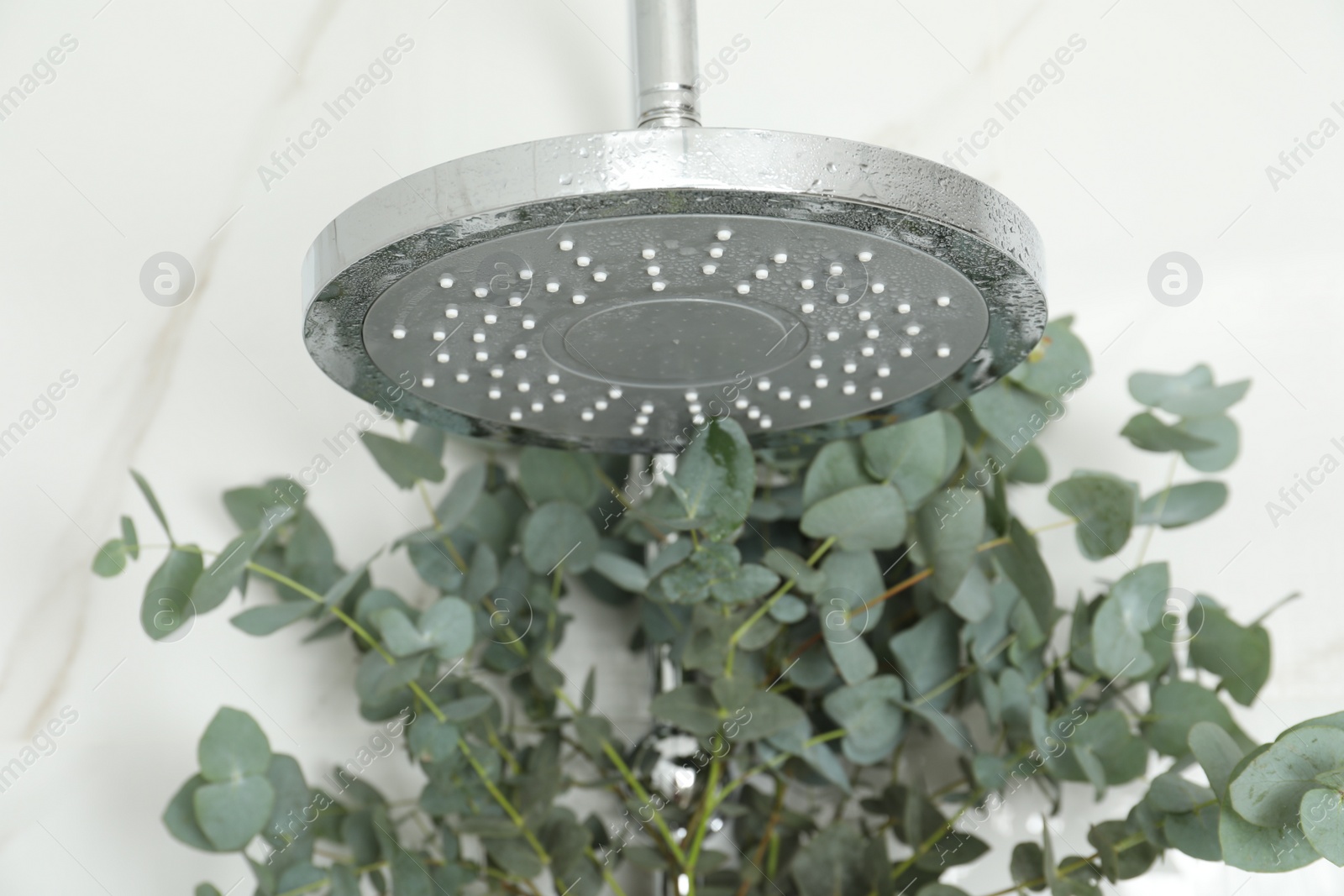 Photo of Branches with green eucalyptus leaves in shower