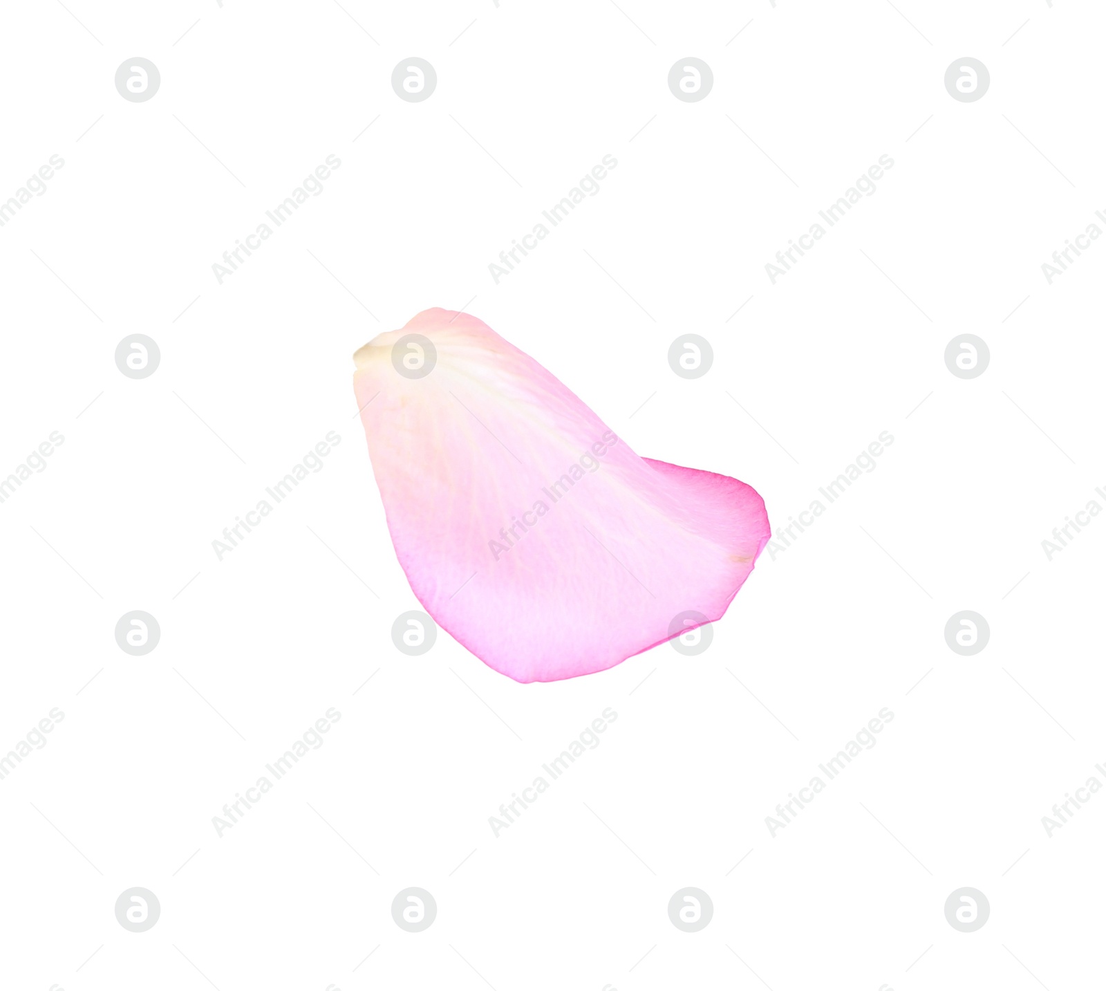 Photo of Tender pink rose petal isolated on white