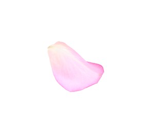 Photo of Tender pink rose petal isolated on white