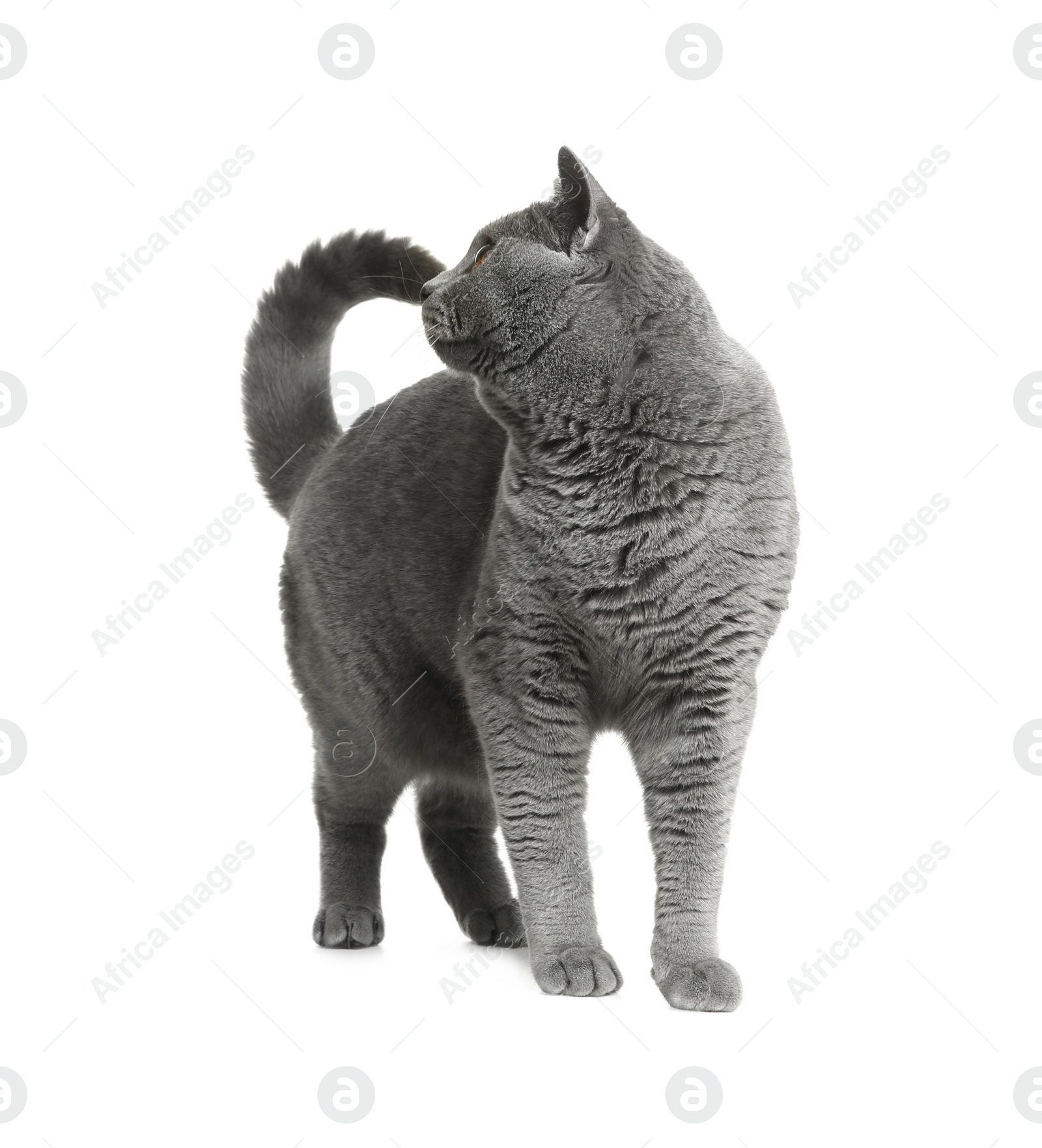 Photo of Adorable grey British Shorthair cat on white background