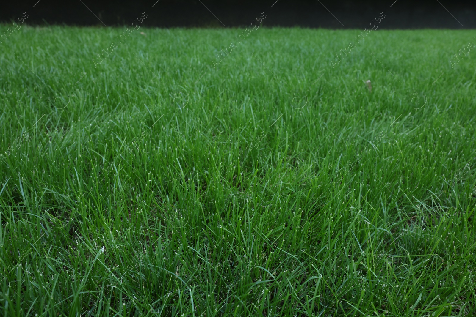 Photo of Fresh green grass growing outdoors on summer day