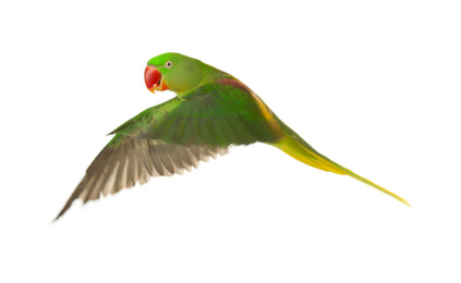 Photo of Beautiful Alexandrine parakeet flying isolated on white